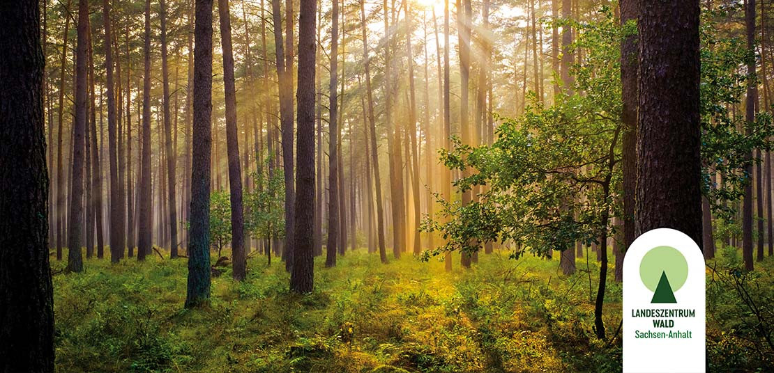 Der Baum- und Steinmarder - Waldwissen - Baumspenden - Stiftung Unternehmen  Wald