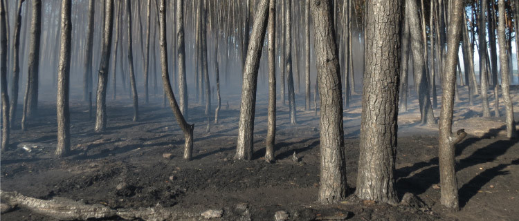 Waldbrandschutz in Sachsen-Anhalt